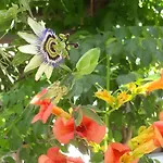 Boulis Отель